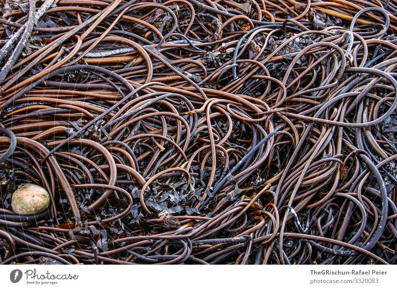 samples Nature Brown Algae Plant Pattern Structures and shapes Heart Slimy Ocean Stone malleable Colour photo Exterior shot Deserted Copy Space top