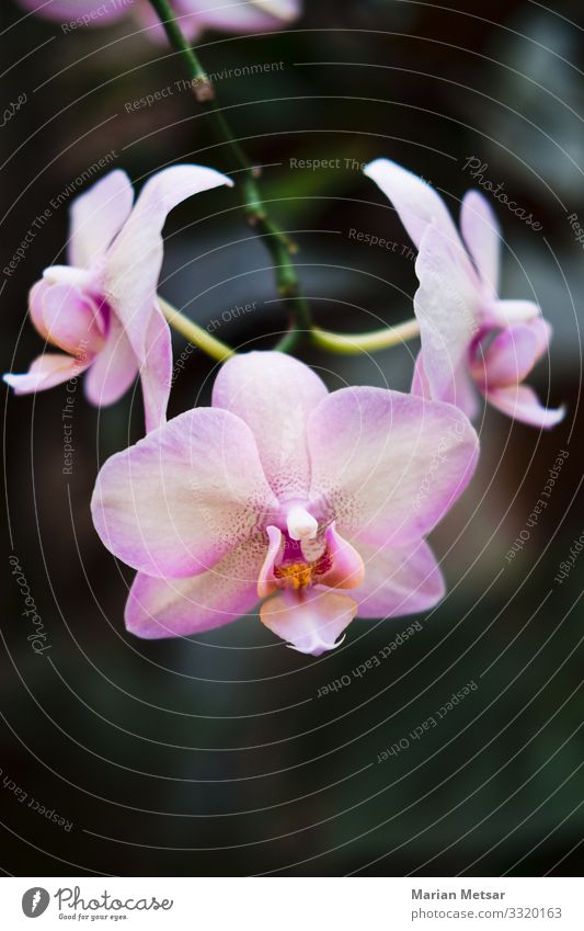 Pink orchid - Phalaenopsis Blume Nature Plant Orchid Leaf Blossom Foliage plant Wild plant Pot plant Exotic Garden Simple Elegant Beautiful Clean Feminine