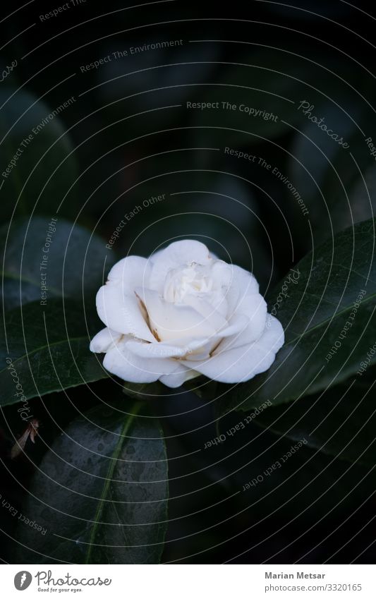 White rose Plant Flower Bushes Rose Leaf Blossom Foliage plant Wild plant Pot plant Exotic Garden Blossoming Esthetic Elegant Beautiful Clean Feminine Green