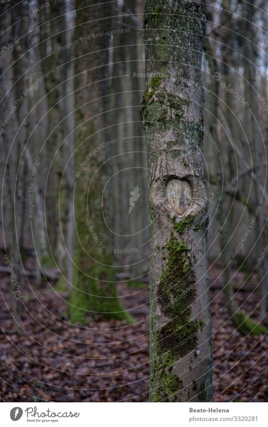 Declaration of love of a tree Tree Forest Sign Heart Love Romance Heart-shaped With love Symbols and metaphors Happy natural beauty secret message