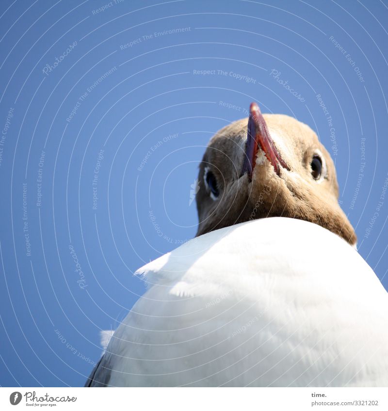 BirdPerspective Sky Seagull Beak Face Looking Beautiful weather Sunlight Shadow Young bird windy Black-headed gull