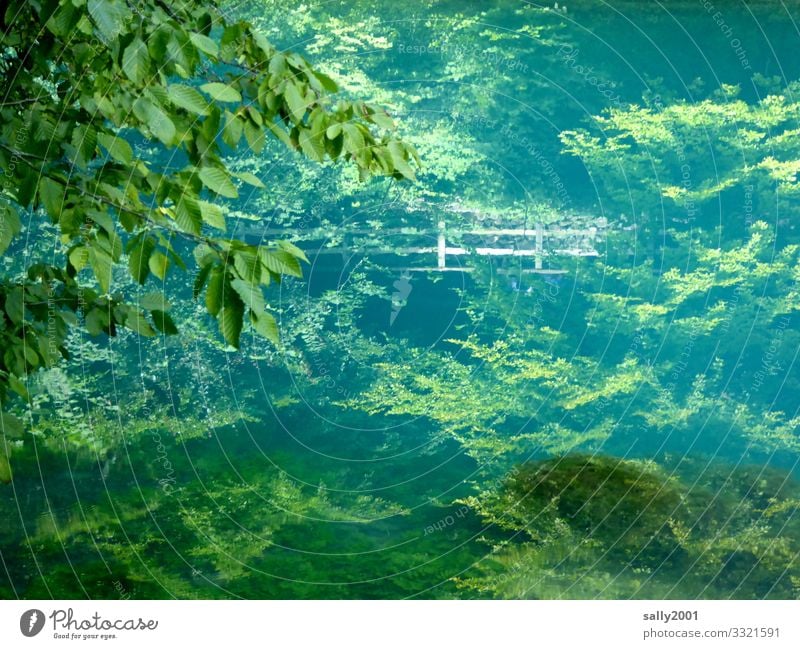 still, deep waters... Landscape Plant Summer Beautiful weather Tree Forest Mountain Swabian Jura Lake Blautopf Germany Baden-Wuerttemberg Blue Green Contentment