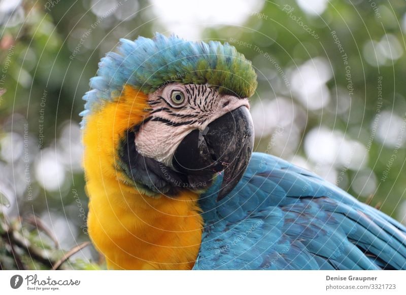 blue yellow parrot in the rainforest of Ecuador Life Zoo Environment Nature Landscape Climate Climate change Animal Bird 1 Vacation & Travel Blue Yellow macaw