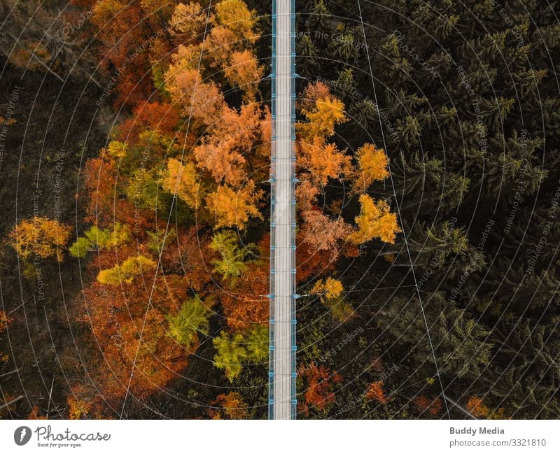 UAV shot of the suspension rope bridge Geierlay Tourism Trip Far-off places Expedition Cycling tour Hiking Nature Beautiful weather Tree Forest Canyon