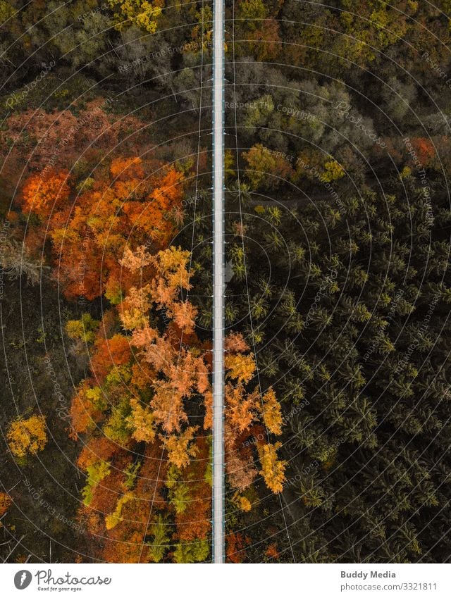 UAV shot of the suspension rope bridge Geierlay Tourism Adventure Sightseeing Expedition Camping Hiking Nature Landscape Autumn Tree Forest Canyon Hunsrück