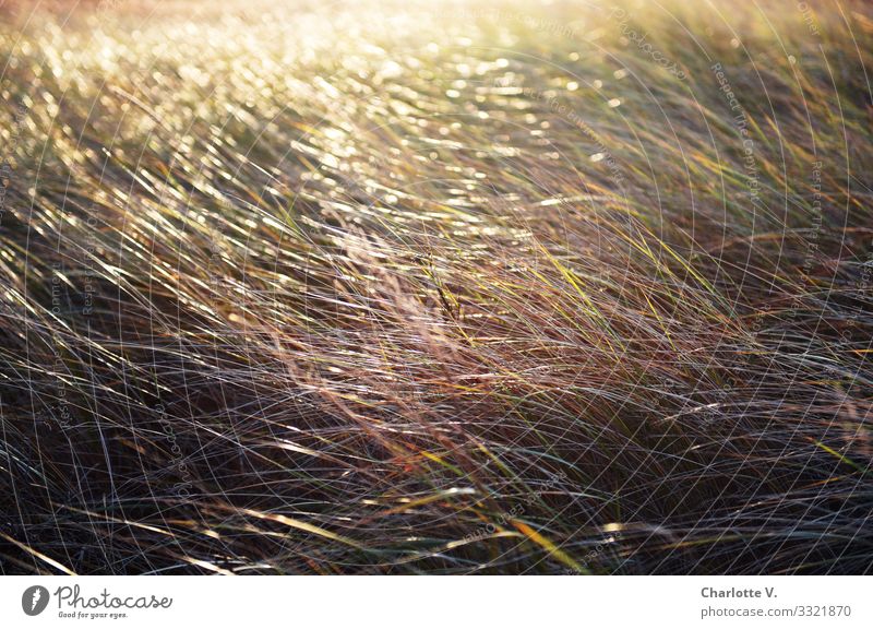 In the sea of autumnally coloured blades of grass reflects the soft light of the fading day. Environment Nature Plant Sunlight Autumn Beautiful weather Grass