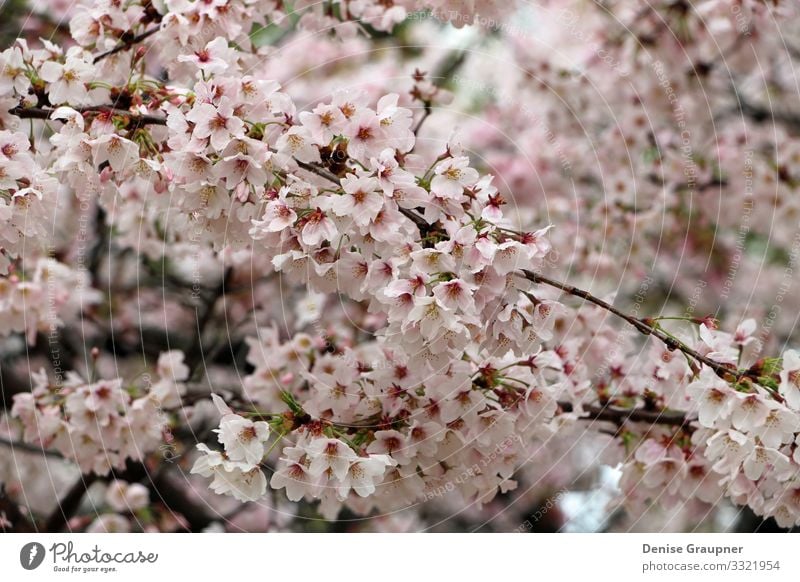 Cherry blossoms in Kyoto Japan Hanami Environment Nature Plant Climate Weather Park Vacation & Travel Pink Tradition cherry culture flower japanese Asia tree