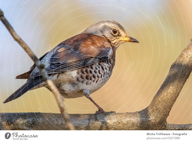 Thrush in the sunshine Nature Animal Sky Sunlight Beautiful weather Tree Twigs and branches Wild animal Bird Animal face Wing Claw Turdus Pilaris Throstle Head