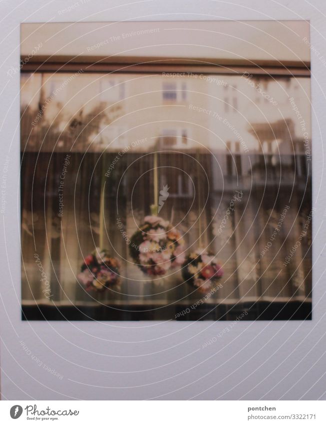 Polaroid view from outside through the window. Old fashioned curtains and flower arrangements House (Residential Structure) Window Reflection Decoration Wreath