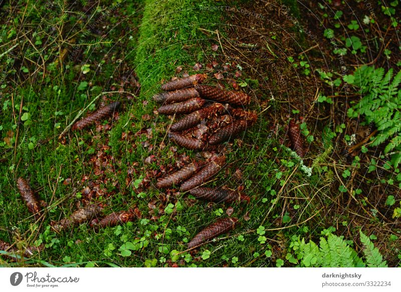 forest floor fir cone Hiking Environment Nature Landscape Plant Earth Autumn Winter Rain Moss Leaf Forest Work and employment Breathe Observe Fragrance Old