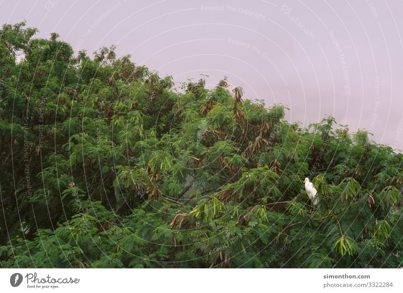 bird Environment Nature Landscape Plant Animal Sky Tree Garden Park Forest Virgin forest Bird White Treetop Rio de Janeiro Brazil Colour photo Exterior shot