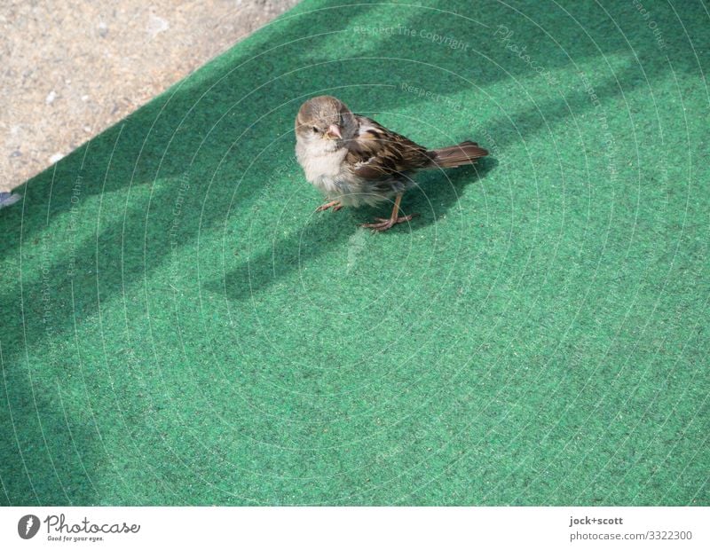 Little bird in a green way Tit mouse 1 Carpet Plastic Simple Free Small Cute Under Green Watchfulness Center point Curiosity Sidewalk Shadow play Unnatural