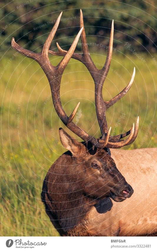 Portrait of a magnificent Wapiti Deer Animal Wild animal Elk 1 Athletic Exceptional Cool (slang) Large Enthusiasm Self-confident Power Adventure Esthetic