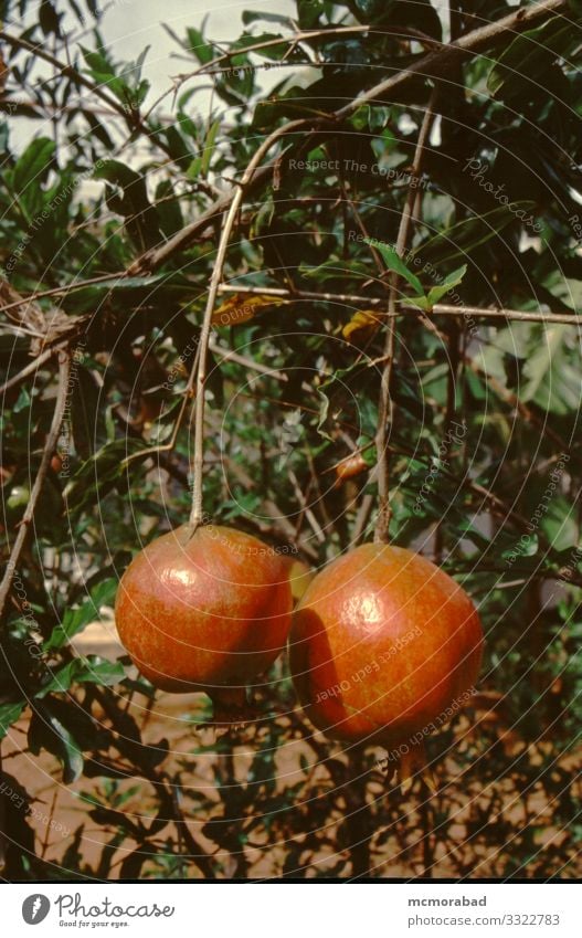 Hanging Pomegranate Fruits Nutrition Healthy Eating Wellness Plant Tree Bushes Leaf Old Red Vertical bush suspend Dangle two Twin full-grown Mature Crops