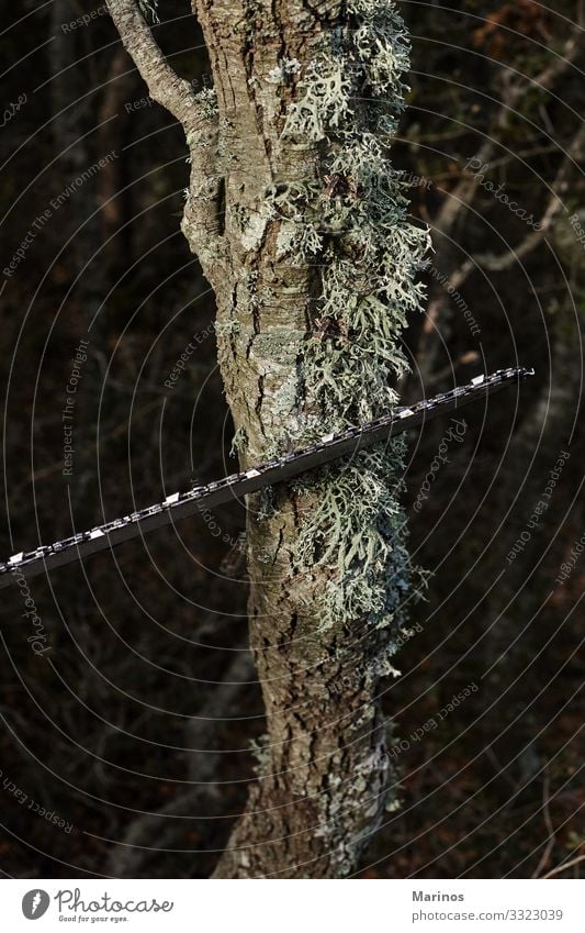 Cutting trees using an electrical chainsaw in the forest. Work and employment Industry Tool Saw Technology Man Adults Nature Tree Forest Workwear Wood Might