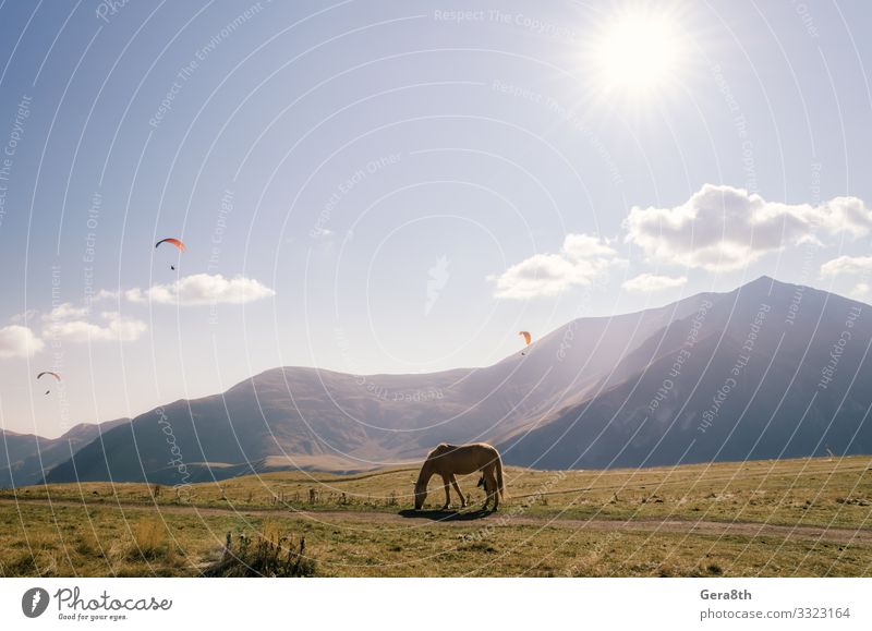 horse by the mountain and skydivers in the sky in Georgia Vacation & Travel Tourism Trip Sun Mountain Sports Nature Landscape Plant Animal Sky Clouds Autumn