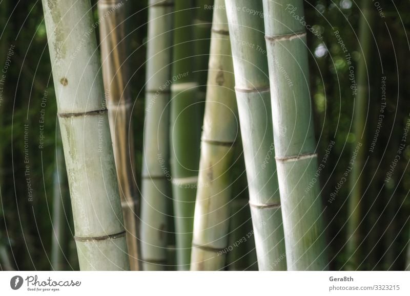 green bamboo grove pattern close up Garden Wallpaper Gardening Nature Plant Forest Virgin forest Fresh Bright Natural Juicy Green background Bamboo Botany