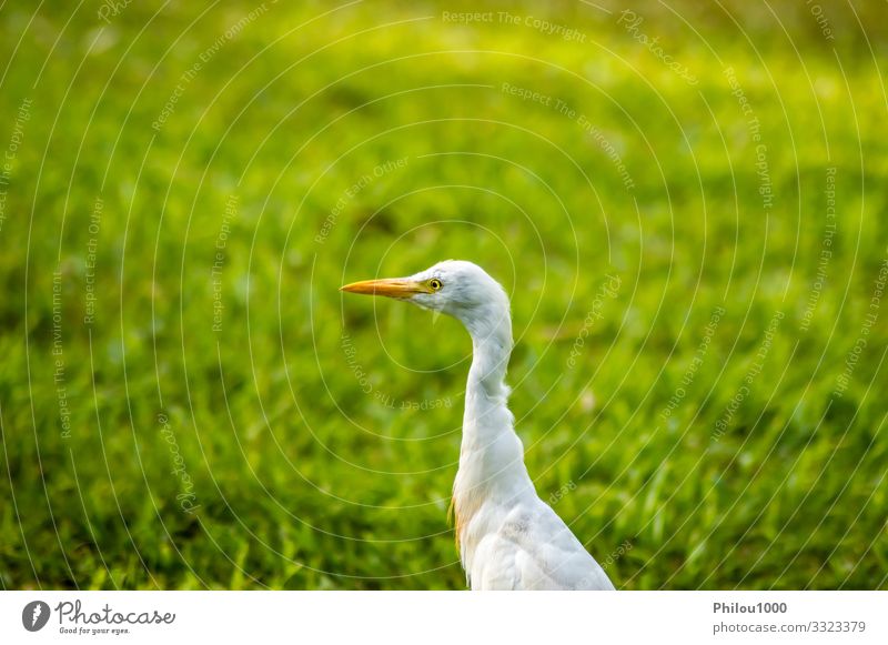 white egret along a forest Summer Family & Relations Environment Nature Animal Leaf Meadow Bird Observe Growth Friendliness Long Natural Green White