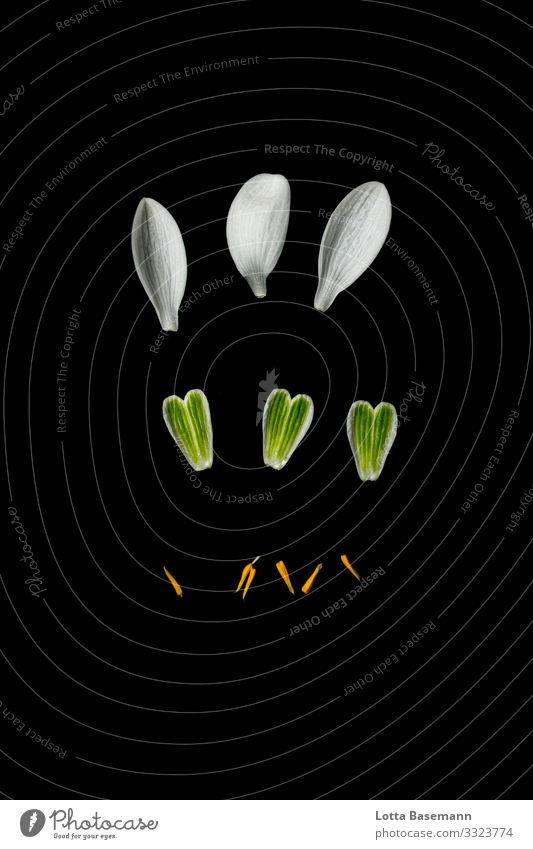 snowdrop pattern Environment Nature Plant Animal Spring Winter Flower Leaf Blossom Snowdrop Esthetic Beautiful Yellow Green Black White Arrangement