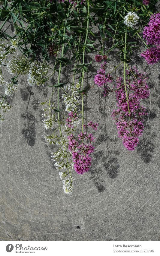 Flowers and asphalt Environment Nature Plant Summer Blossom Blade of grass Esthetic Natural Beautiful Green White Ecological Decoration Close-up Detail Day