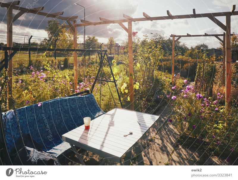 Wait and see and drink tea Sky Clouds Autumn Beautiful weather Plant Flower Bushes Cosmos Garden Garden table Hollywood swing pergola Mug Tea Wood Metal