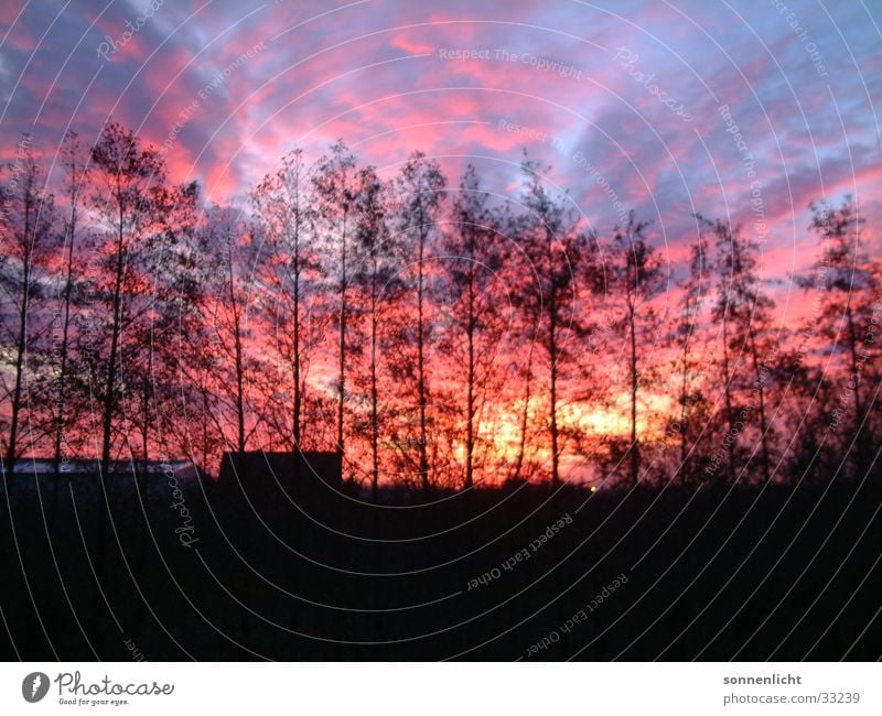 Sunset Natural phenomenon Redness Tree Clouds Sky Evening Dusk Canopy (sky) Firmament