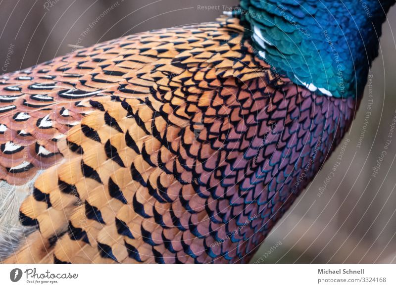 Pheasant Colours Animal Wild animal Bird 1 Beautiful Happy Optimism Nature Colour photo Multicoloured Exterior shot Deserted Central perspective