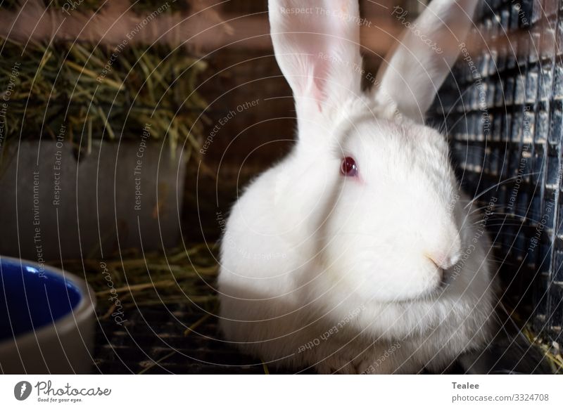 White rabbit Animal Pet Farm animal Animal face Hare & Rabbit & Bunny 1 Elegant Cold Curiosity Cute Beautiful Gloomy Moody Contentment Mysterious