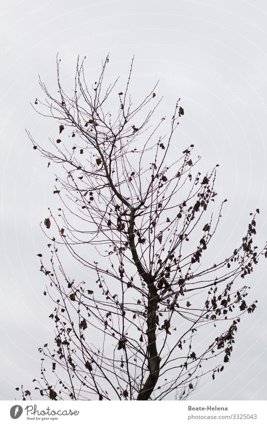 Stormy times (2) Nature Landscape Winter Wind Gale Ice Frost Tree Sign Select Movement To hold on Flying Fight To swing Esthetic Tall Natural Power Safety