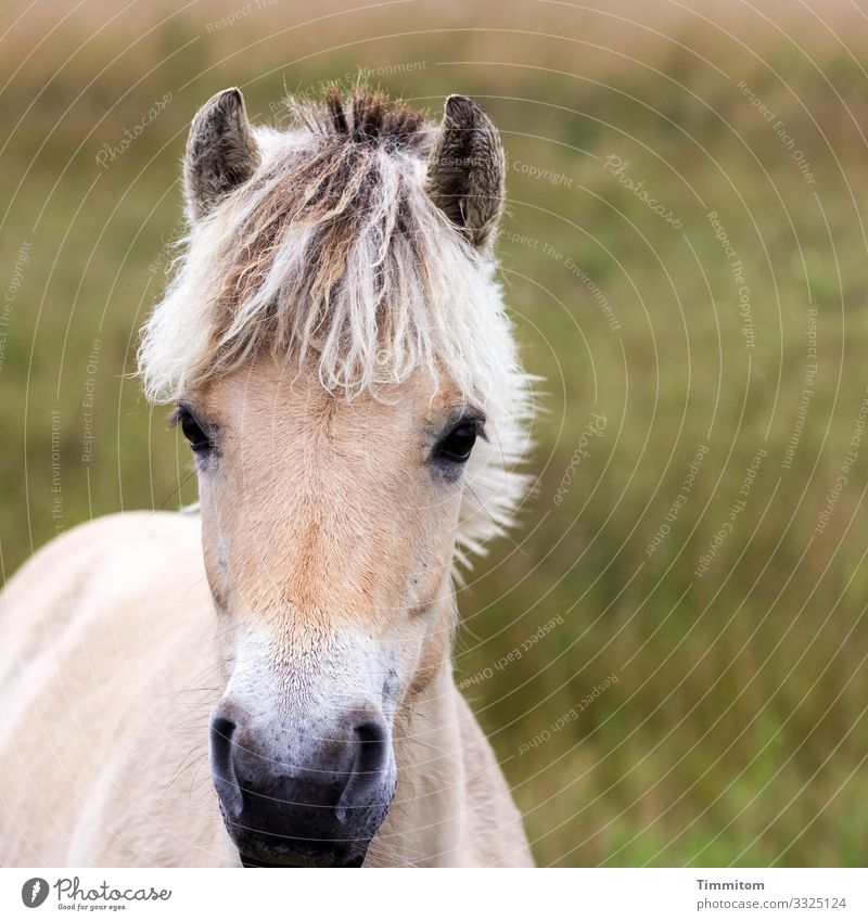 Wide awake Vacation & Travel Environment Nature Animal Grass Meadow Denmark Horse 1 Looking Wait Esthetic Natural Curiosity Brown Green Emotions Joy Animal face