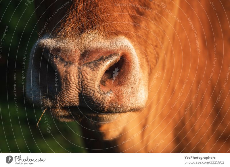 Cow snout close-up in sunlight. The nose of a reddish cow Face Landscape Beautiful weather Farm animal Animal face 1 Bright Funny Natural Cute animal nose