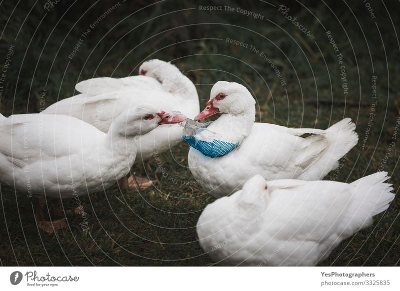 Plastic waste on bird neck. Ducks and plastic pollution Environment Bird 4 Animal Group of animals Environmental protection Consumption domestic bird duck dump