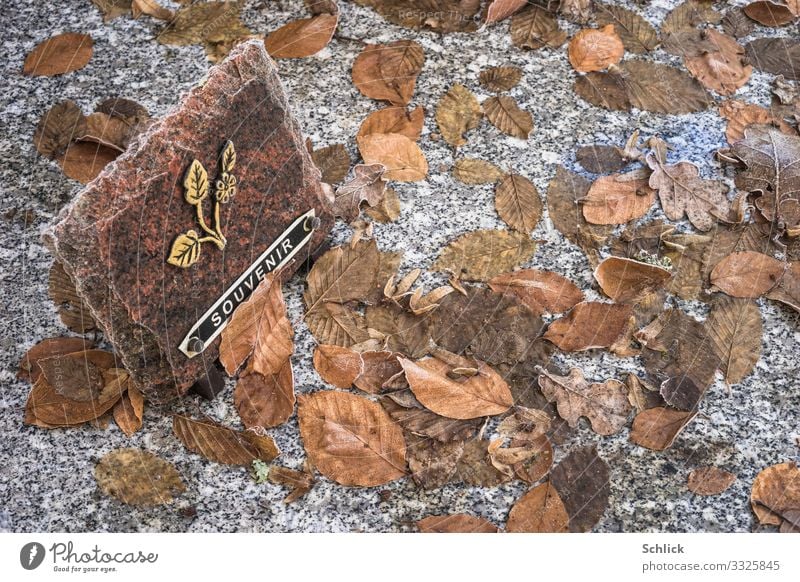 souvenir Monument Stone Sign Characters Brown Gold Gray Black Grief Death Grave Autumn Autumn leaves Remember Hoar frost Winter Cold Text Inscription Souvenir