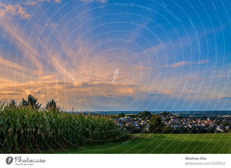 Evening atmosphere at the edge of the field Summer Summer vacation Nature Landscape Sky Sunrise Sunset Beautiful weather Plant Meadow Field Village