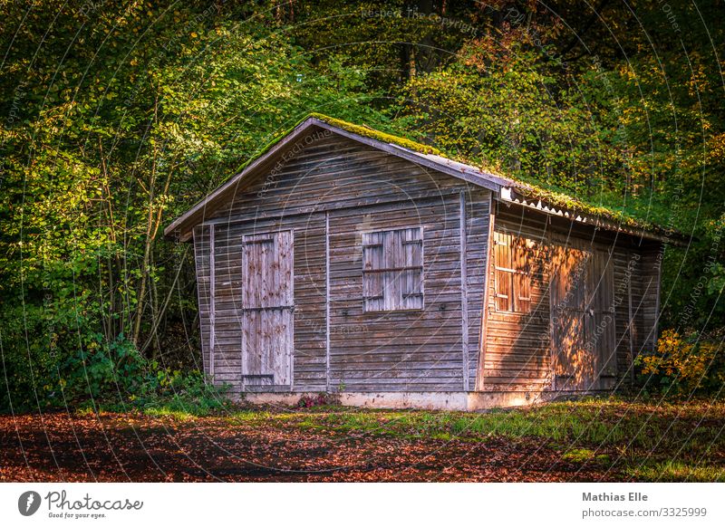 Wooden cabin in the forest Village hut built Architecture wood Brown green Wooden hut Moss forest hut tree flaked Wooden door wooden wings Wooden window