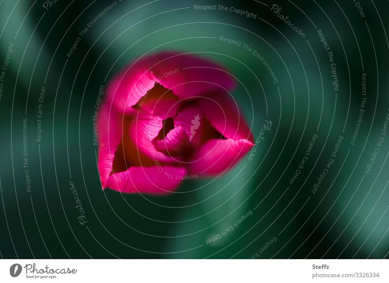 Red Tulip Tulip blossom red tulip Blossom Flower Spring flower spot of colour garden flower Tulip time fragrant flower garden plant Symmetry symmetric April