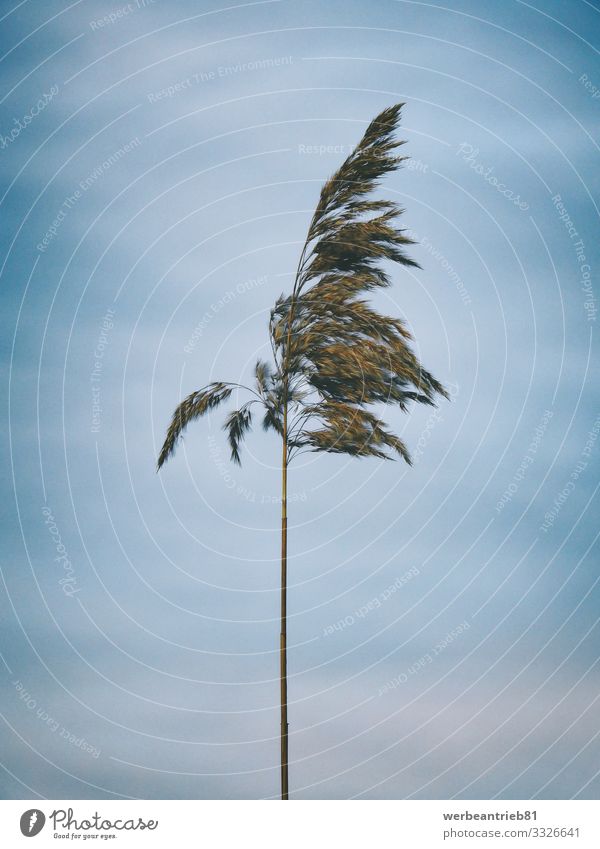 Single reed in front of a blue sky Environment Nature Plant Sky Clouds Autumn Winter Climate Climate change Bad weather Grass Wild plant Pond Lake Esthetic