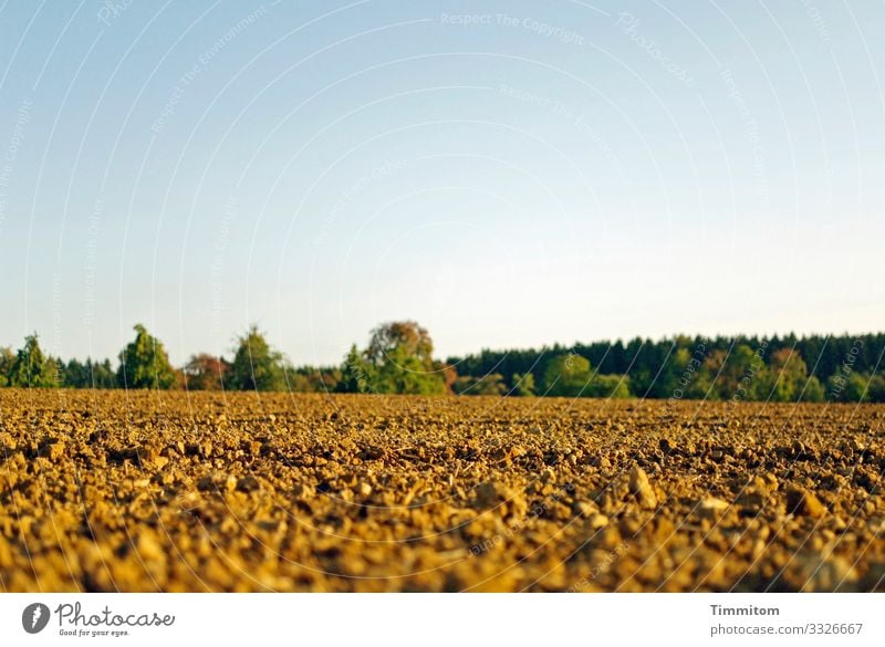 A wide field Field acre Arable land tree Trees on the horizon Forest natural Landscape Environment Agriculture green Brown Blue Sky Deserted