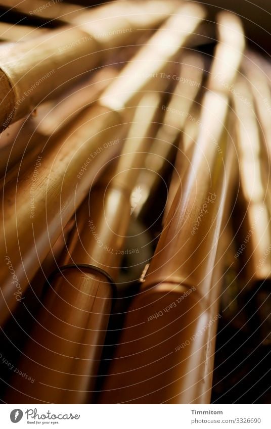 Bamboo sticks (Multi-Mix) Rod Wood Lie Wait Esthetic Simple Brown Black Colour photo Interior shot Deserted Day Light Shadow Contrast