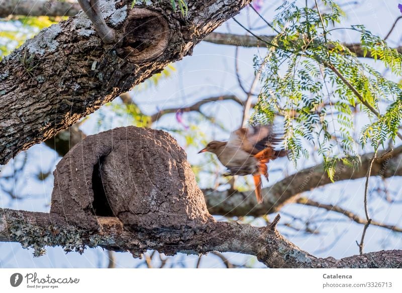 Arrival, a small bird landing to its clay nest Nature Plant Animal Sky Summer Beautiful weather Tree Leaf Blossom Jacaranda Garden Park Wild animal Bird Hornero