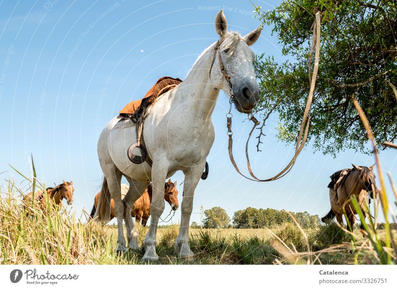 Pause, saddled horses in the prairie wait patiently for their riders Nature Animal Farm animals Wait Stand Patient Saddle Bridle bridle Plant Grass Willow tree