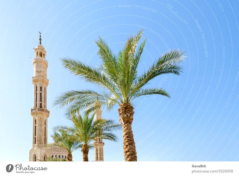 mosque and green palm trees against a clear blue sky in Egypt Vacation & Travel Tourism Summer Plant Sky Tree Building Architecture Tourist Attraction Monument