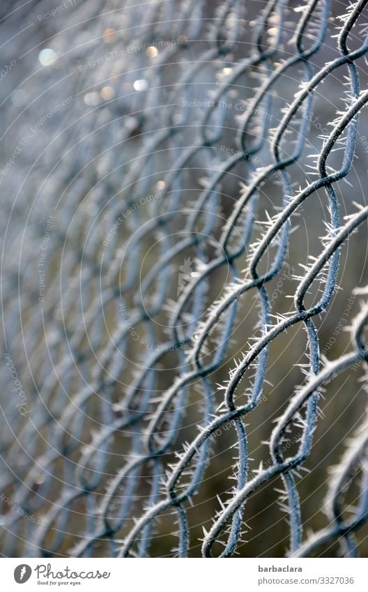 Ice Age | at the fence Winter Climate Frost Fence Wire netting fence Metal Line Network Illuminate Glittering Bright Cold Point Thorny Silver White Nature