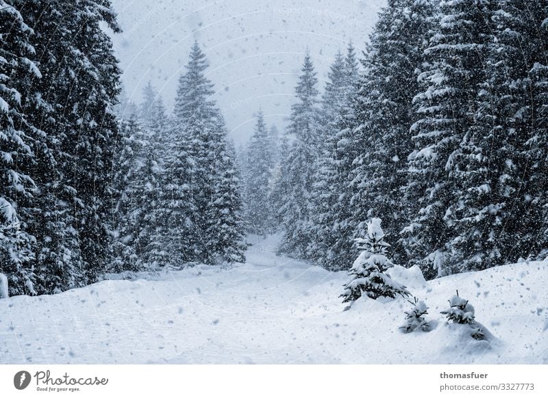 Winter forest, snowfall Vacation & Travel Snow Winter vacation Hiking Nature Landscape Climate Climate change Weather Wind Ice Frost Snowfall Tree Spruce forest