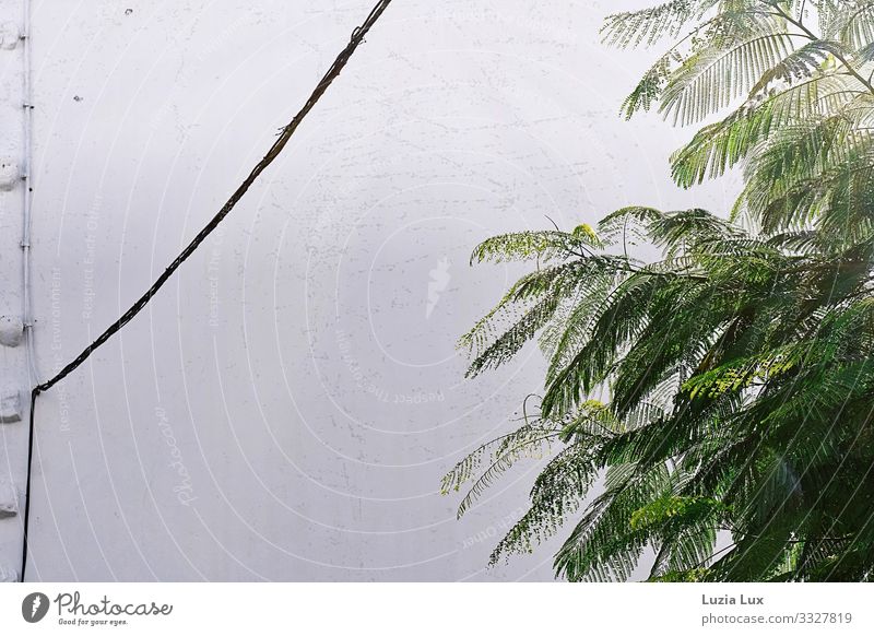 delicate green Plant Tree Leaf Wall (barrier) Wall (building) Green White Colour photo Subdued colour Exterior shot Deserted Copy Space left Copy Space top