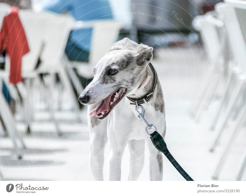 greyhound Dog 1 Animal Observe Thin Calm Poverty Esthetic "greyhound Gray daintily leash collar" Colour photo Subdued colour Exterior shot Day