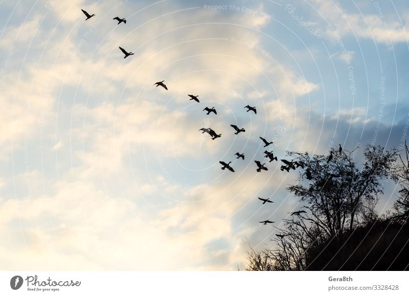 flying flock of birds against the blue sky and clouds Nature Plant Sky Clouds Tree Bird Blue Blue sky branches Duck Flock of birds flock of ducks