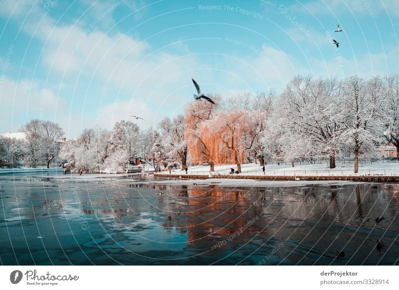 Seagulls in winter on the canal in Kreuzberg/Treptow metropolis Freedom City Berlin center Panorama (View) Sunbeam urban Beautiful weather City life Sunlight