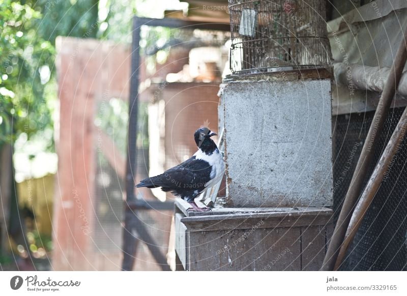 deceive Nature Plant Animal Bird Pigeon 1 Free Natural Colour photo Exterior shot Deserted Day Animal portrait