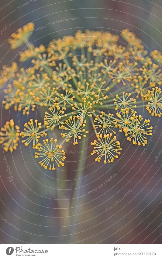 dill Food Herbs and spices Dill Dill blossom Nature Plant Blossom Agricultural crop Esthetic Fresh Healthy Colour photo Exterior shot Close-up Detail Deserted